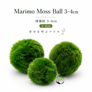 Aquatic Marimo Moss Ball 3-4cm （绿藻球3-4cm）