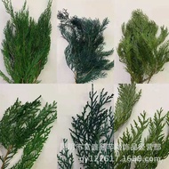 Immortal Cypress Branch Tree Christmas Tree Pine Cypress Leaf Dragon Cypress Branch Flower Arrangeme