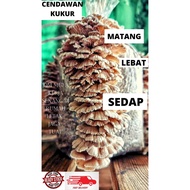 (Ready Stok)- BONGKAH Cendawan Sisir/kukur- cendawan-kulat sisir-organik-bongkah-viral-bertani-kebun