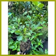 ☻ ➜ ➣ African Talisay Green