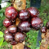 [Fruit] Taiwan Aisaka Jaboticaba Brazilian Grape Tree Pokok Anggur 台湾树葡萄 by LS Group