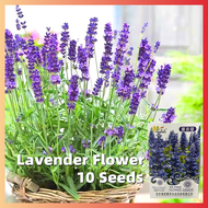 High Quality ดอกลาเวนเดอร์ Lavender Flower Seeds for Planting (บรรจุ 10 เมล็ด) Lavandula Angustifolia Flower Seeds ต้นไม้มงคลสวยๆ ดอกไม้ เมล็ดพันธุ์ เมล็ดบอนสี บอนสีหายาก เมล็ดดอกไม้ บอนสีหายากไทย ต้นไม้ฟอกอากาศ ไม้ประดับ กุหลาบหิน พันธุ์ไม้ดอก Plants