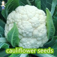 Cauliflower Seeds - (100seeds/pack) HYBRID Cauliflower Vegetable Seeds for planting (KANEKO SEEDS)