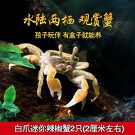 美人雾 观赏蟹活体观赏螃蟹宠物蟹 水族箱水草活体蟹 白爪迷你辣椒蟹2只(2厘米左右)