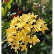 Pokok Bunga Ixora Kuning