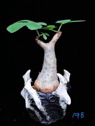 (198) 索馬里小葉葡萄(不規則形狀)	Cyphostemma betiforme/ 塊根植物 Caudex / 另售象牙宮、龜甲龍、索馬里葡萄甕、念珠橄欖