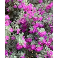 ZH GOLDEN PETALS - LEUCOPHYLLUM FRUTESCENS / TEXAS SAGE / SILVER BUSH