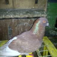burung dara giring merpati sepasang giring stock banyak