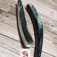 NEW Pipa Rokok Tanduk Domba Rasa Gurih Dan Nikmat