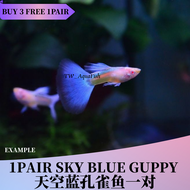 (1pair) Albino Sky Blue Guppy Live Fish Aquarium