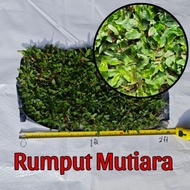 Pembekal Rumput Mutiara , Pearl grass , Rumput Hidup