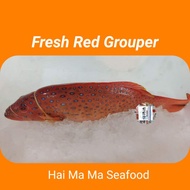 [HaiMaMa Seafood] Fresh Red Grouper (500-600)g