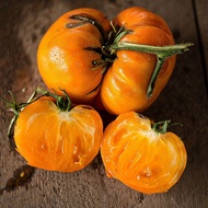 20 เมล็ด มะเขือเทศ มะเขือส้ม Tomato Seeds สายพันธุ์ Kelloggs Breakfast