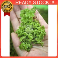 Fairy moss/Mosquito ferns Azola (Azolla microphylla) floating aquatic plant/ tumbuhan air akuatik Aq
