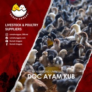 DOC KUB (Bibit Ayam Kampung Unggul Balitnak)