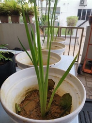 Vasambu plant with pot