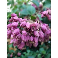 Keratan Bunga Kertas Bougainvillea Tanglong Purple