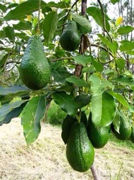 MDC- Grafted Avocado plant   (Var : Hass) Anak Pokok Tanaman Benih Garden Seed Seeds