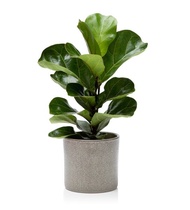 Ficus Lyrata / Fiddle-leaf fig (Live Plant)