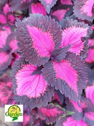 Mayana Coleus Black Pink Heart with FREE plastic pot, and garden soil (Outdoor Plant, Real Plant, Live Plant and Limited Stock) - Plants for Sale