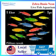 Zebra Danio Neon Live Fish Aquarium (Random Color) 1 Ekor 2-4cm 斑马鱼🌊READY STOCK🌊 | Perfect Ocean