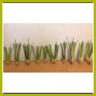 ━ ◳ ♡ 30pc/ of Vetiver grass Landscaping grass Vetiver, (Chrysopogon zizanioides)