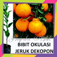 Bibit jeruk Dekopon