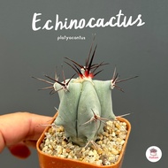 Echinocactus platyacantus กระบองเพชร ไม้อวบน้ำ Cactus&amp;Succulent