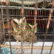 Burung Hantu Owl Jinak Lalat