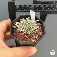 อโวเนีย Avonia quinaria ssp.alstonii ไม้อวบน้ำ กุหลาบหิน Cactus&amp;Succulent