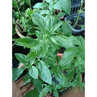 Pokok Kemangi Thai/Selasih Thai/Thai Basil(berpolibeg)