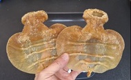泰國石鰵公 鰵魚膠