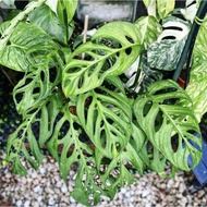 Monstera Esqueleto big