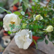 tanaman hidup mawar baby rose - mawar mini babyrose - kuncup