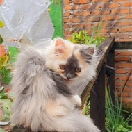 kucing anggora persia kucing ras betina belang tiga