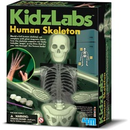 4M Kidz Labs - Glow Human Skeleton