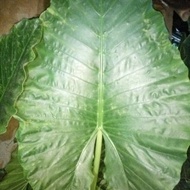 jual daun talas sente keladi