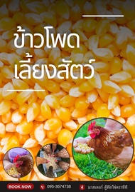 ข้าวโพดเลี้ยงสัตว์ 1 กก. เมล็ดข้าวโพด ใช้ปลูกตัดต้นให้สัตว์กิน เลี้ยงไก่ ข้าวโพดเม็ด