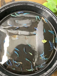 ikan cupang besgel avatar gordon dan blue rim