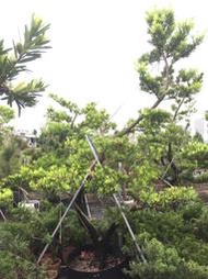 【盛宏園藝】蘭嶼羅漢松︱彎曲造型羅漢松AB16母果︱高度300公分以上(請自取)