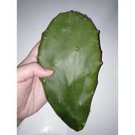 Opuntia Cactus/ Prickly Pear/Nopal Cactus 1 cutting