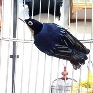 BURUNG RAMBATAN DORAEMON BAHAN RAWATAN