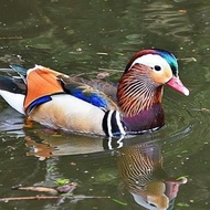 telur bebek hias Mandarin duck