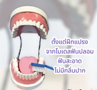 โมเดลฟันปลอม เสมือนจริง เรียนรู้แปรงฟันและลิ้น ได้ทั้งเด็กและผู้ใหญ่