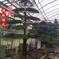 Where to Sell Styling Arhat Pine Price Japanese Style Arhat Pine Small Leaf Arhat Pine Sales