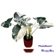 diskon!! tanaman hias sente variegata pohon sente varigata alocasia