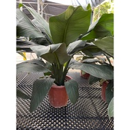 Spathiphyllum Sensation (Peace Lily) medium size real live plant free fertiliser 0.5kg free organic 