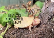 【洋安水族】白子巴西3cm 果核龜 巨型山龜 側頸龜 麝香龜 擬鱷龜 西非 紅腹 沼澤 側頸 甜甜圈 東錦龜 忍者龜