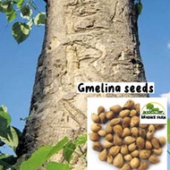 Gmelina tree seeds (100 seeds/pack)