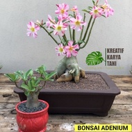 \NEW/ Bonsai adenium bonggol besar - Bonsai adenium kemboja jepang